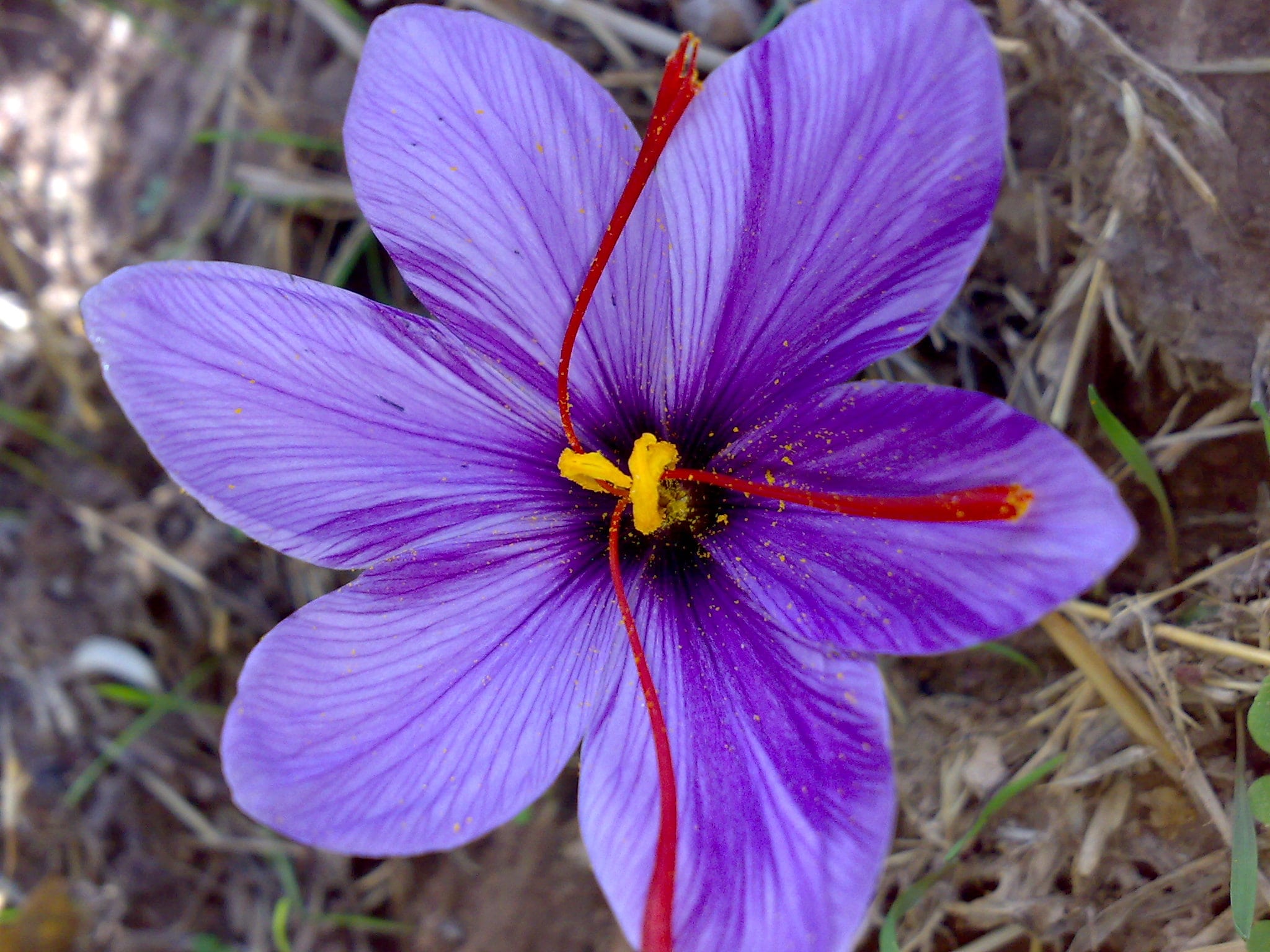 persian-saffron-irantourismcenter